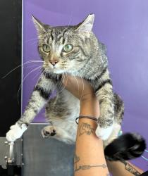 Shelter Stray Female Cat last seen Harrison Street, Midvale, UT, 84047, 511 W 3900 S, Salt Lake City, UT 84123, USA