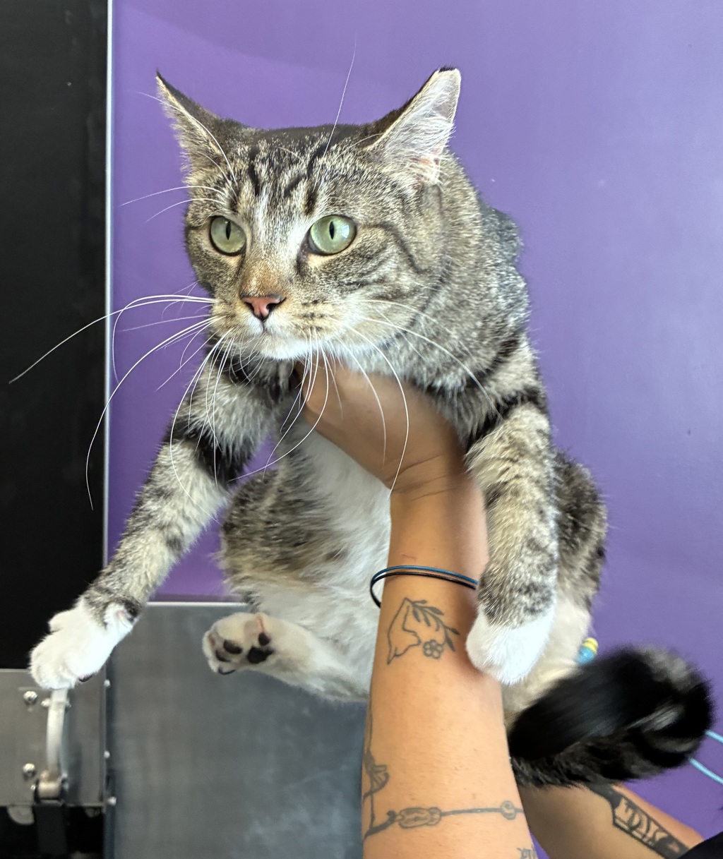 Shelter Stray Female Cat last seen Harrison Street, Midvale, UT, 84047, 511 W 3900 S, Salt Lake City, UT 84123, USA