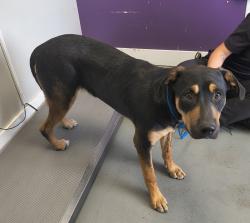 Shelter Stray Male Dog last seen Near W 200 S, SALT LAKE CITY, UT, 84104, 511 W 3900 S, Salt Lake City, UT 84123, USA