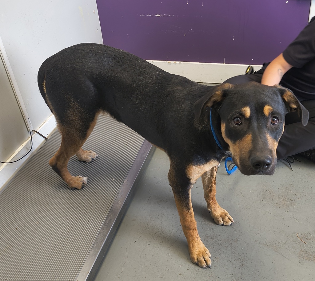 Shelter Stray Male Dog last seen Near W 200 S, SALT LAKE CITY, UT, 84104, 511 W 3900 S, Salt Lake City, UT 84123, USA
