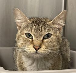 Shelter Stray Unknown Cat last seen ROBB ST/TABOR ST, Wheat Ridge, CO, 80033, 580 McIntyre St, Golden, CO 80401, USA