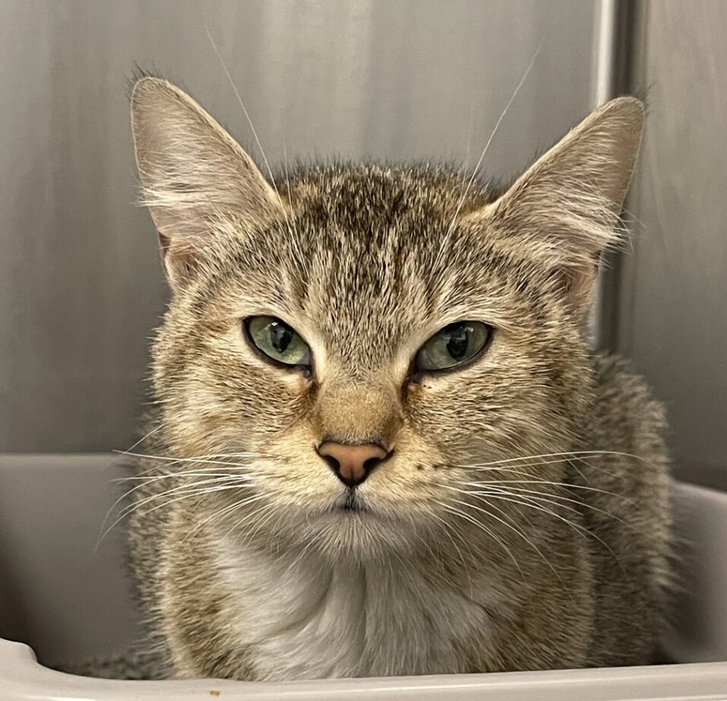Shelter Stray Unknown Cat last seen ROBB ST/TABOR ST, Wheat Ridge, CO, 80033, 580 McIntyre St, Golden, CO 80401, USA