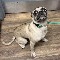 Shelter Stray Male Dog last seen Penasquitos Drive, San Diego, CA, 92129, 5500 Gaines St, San Diego, CA 92110, USA