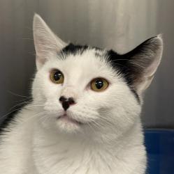 Shelter Stray Female Cat last seen Near N Stuart St (Edgewood Apts), Westminster, CO, 80030, 580 McIntyre St, Golden, CO 80401, USA
