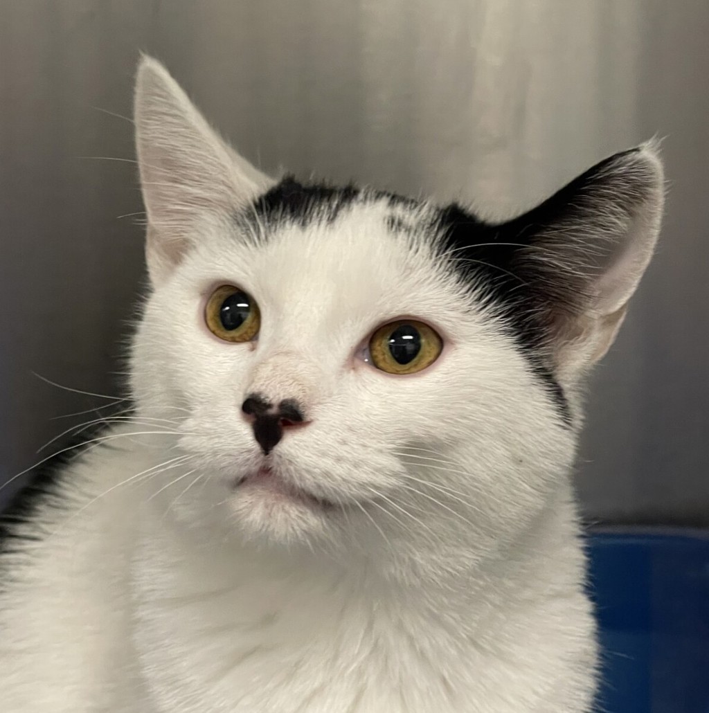 Shelter Stray Female Cat last seen Near N Stuart St (Edgewood Apts), Westminster, CO, 80030, 580 McIntyre St, Golden, CO 80401, USA