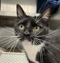 Shelter Stray Female Cat last seen 32nd / Youngfield, Lakewood, CO, 80227, 580 McIntyre St, Golden, CO 80401, USA