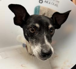 Shelter Stray Male Dog last seen Del Col Lane, San Diego, CA, 92154, 5500 Gaines St, San Diego, CA 92110, USA