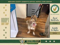 Shelter Stray Female Dog last seen John Rodes Boulevard, MELBOURNE, FL, 32934, 5100 W Eau Gallie Blvd, Melbourne, FL 32934, USA