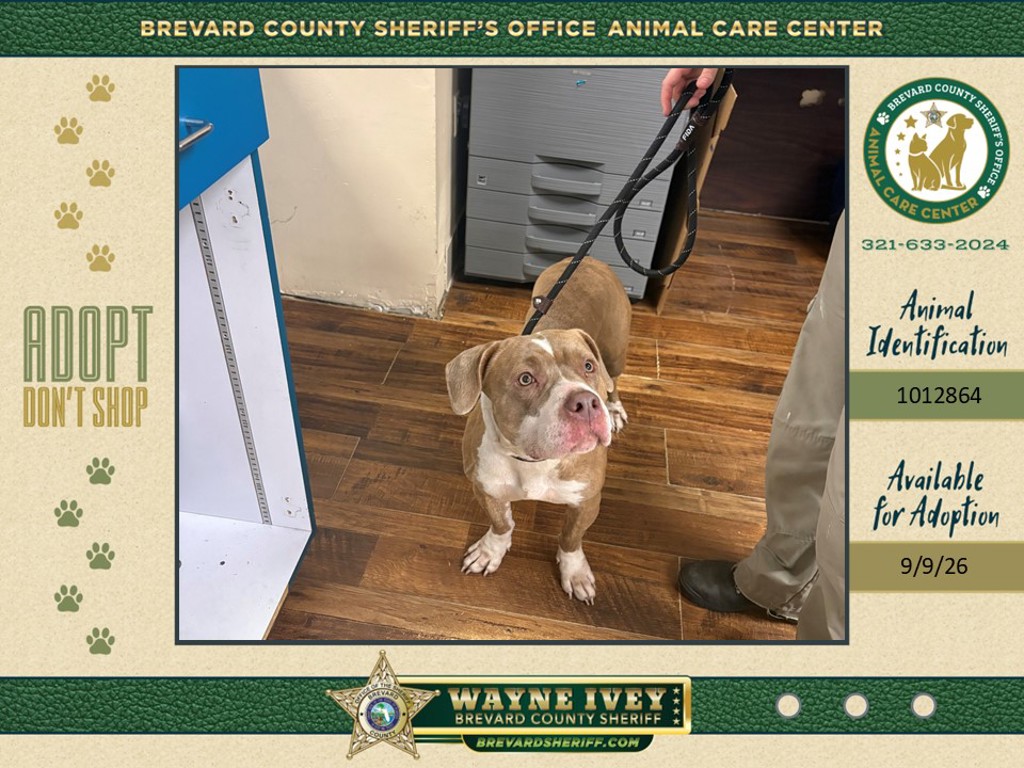 Shelter Stray Female Dog last seen John Rodes Boulevard, MELBOURNE, FL, 32934, 5100 W Eau Gallie Blvd, Melbourne, FL 32934, USA