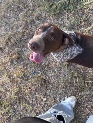 Found/Stray Male Dog last seen Cauley ln, San Angelo, TX 76903