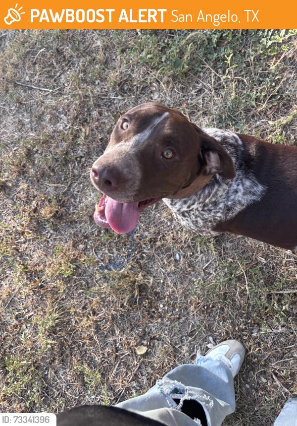 Found/Stray Male Dog last seen Cauley ln, San Angelo, TX 76903