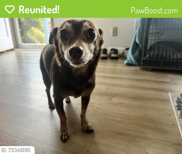 Reunited Female Dog last seen Scottdale Street and Spring Creek, Eugene, OR 97404