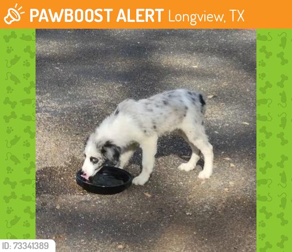 Found/Stray Male Dog last seen Magnolia Pointe Appartments, Longview, TX 75605