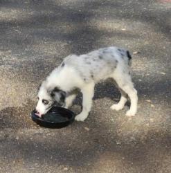 Found/Stray Male Dog last seen Magnolia Pointe Appartments, Longview, TX 75605