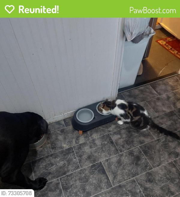Reunited Male Cat last seen Grand avenue, Cardiff, Wales 