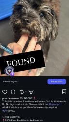 Reunited Unknown Dog last seen Taft St, Pembroke Pines, FL, USA, Pembroke Pines, FL 33026