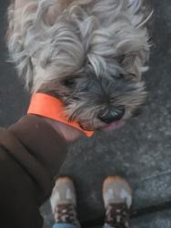 Found/Stray Male Dog last seen Near pocket bullies and one fluffy mix, Tacoma, WA 98404