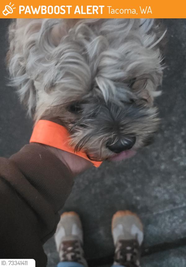 Found/Stray Male Dog last seen Near pocket bullies and one fluffy mix, Tacoma, WA 98404