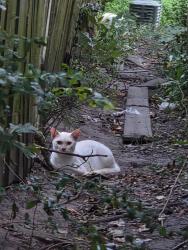 Found/Stray Unknown Cat last seen Alleyway between Manor Glenn Ct. and Creekside Dr., Virginia Beach, VA 23453