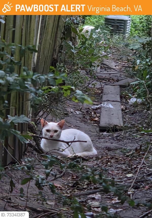 Found/Stray Unknown Cat last seen Alleyway between Manor Glenn Ct. and Creekside Dr., Virginia Beach, VA 23453
