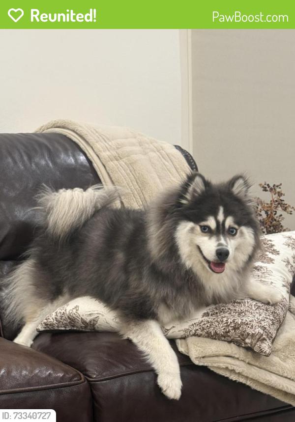 Reunited Female Dog last seen Normandy Dr, Highland, Saint Katherine Dr, Inverness Dr Chevy Chase Dr, La Cañada Flintridge, CA 91011