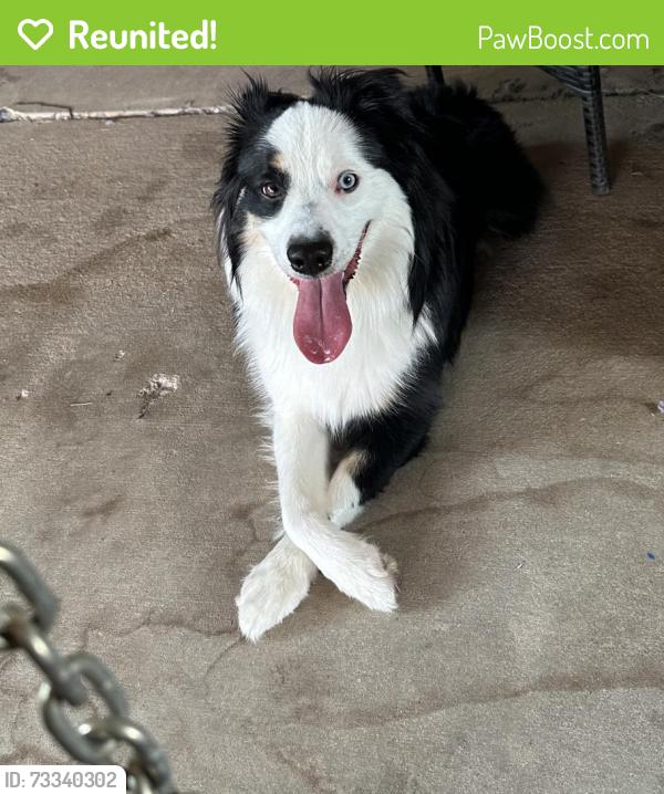 Reunited Unknown Dog last seen Hwy 78, Farmersville, TX 75442