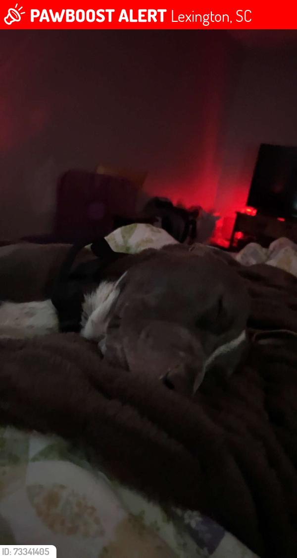 Lost Male Dog last seen Edmund Highway and old Orangeburg rd, Lexington, SC 29073