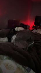 Lost Male Dog last seen Edmund Highway and old Orangeburg rd, Lexington, SC 29073