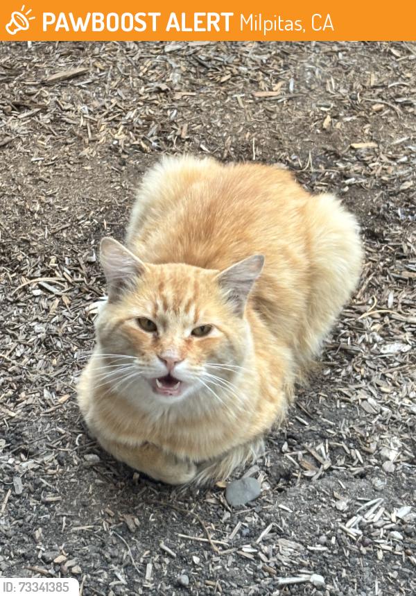 Found/Stray Male Cat last seen Roswell Dr, Milpitas, Milpitas, CA 95035