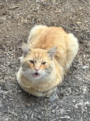 Found/Stray Male Cat last seen Roswell Dr, Milpitas, Milpitas, CA 95035