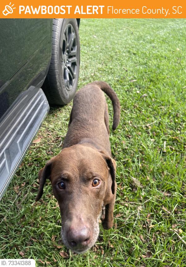 Found/Stray Male Dog last seen Near Armfield rd and Jordan rd, Florence County, SC 29541