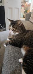 Reunited Female Cat last seen Near Nisa Express / Waylen street, , England RG1