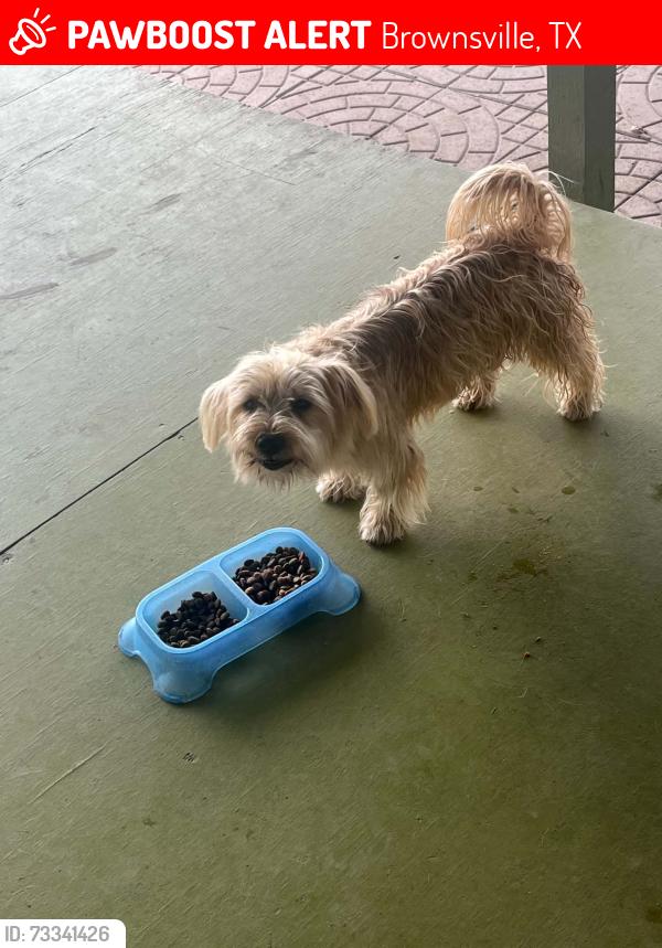 Lost Male Dog last seen Gospel Assembly church, Brownsville, TX 78521