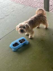 Lost Male Dog last seen Gospel Assembly church, Brownsville, TX 78521