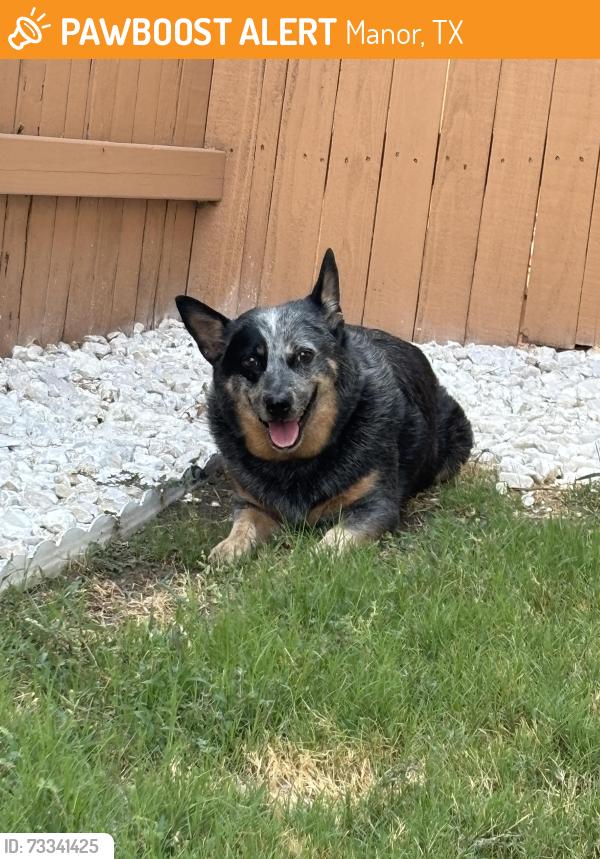 Found/Stray Unknown Dog last seen Virtue street and Lady Bird Johnson st, Manor, TX 78653