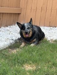 Found/Stray Unknown Dog last seen Virtue street and Lady Bird Johnson st, Manor, TX 78653