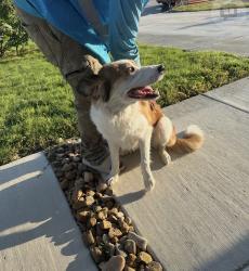 Reunited Female Dog last seen Hunters ranch edition, San Antonio, TX 78253