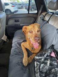 Reunited Male Dog last seen Chevron 2060 E 4th Ave, Hialeah, FL 33010, Hialeah, FL 33010