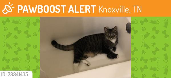 Found/Stray Unknown Cat last seen Schoolcraft Way, Knoxville, TN 37919