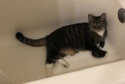 Found/Stray Unknown Cat last seen Schoolcraft Way, Knoxville, TN 37919