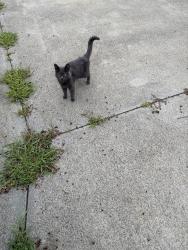 Found/Stray Unknown Cat last seen Spencer’s Gate Dr., Vauxhall Ct., Youngsville, NC 27596