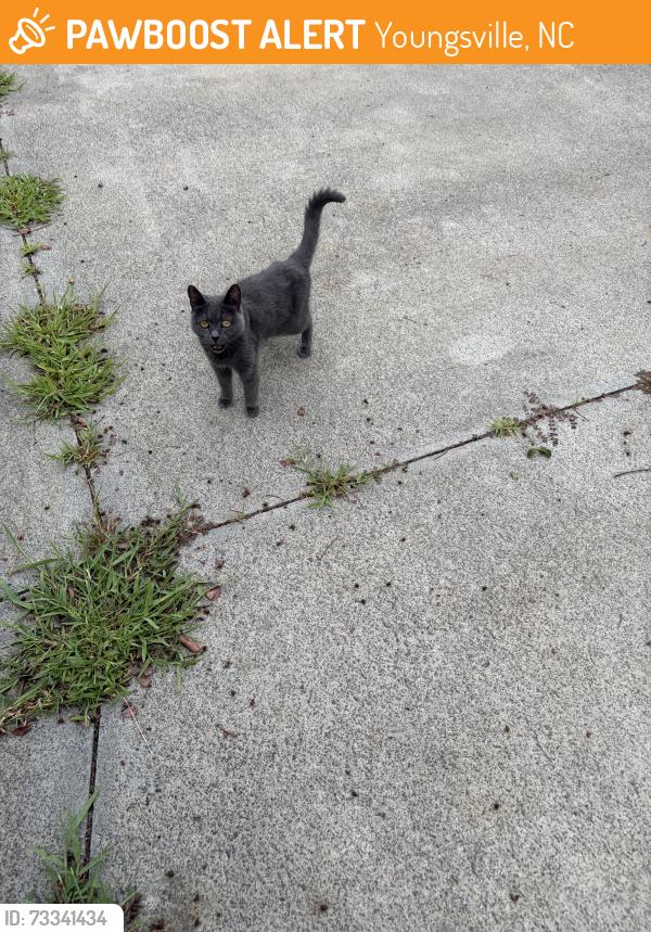 Found/Stray Unknown Cat last seen Spencer’s Gate Dr., Vauxhall Ct., Youngsville, NC 27596