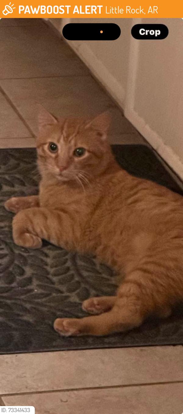 Found/Stray Male Cat last seen Rodney Parham Rd, Little Rock, AR 72227