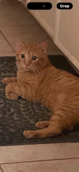Found/Stray Male Cat last seen Rodney Parham Rd, Little Rock, AR 72227
