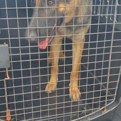 Shelter Stray Male Dog last seen , 141 Canna Ln, Lake Jackson, TX 77566, USA