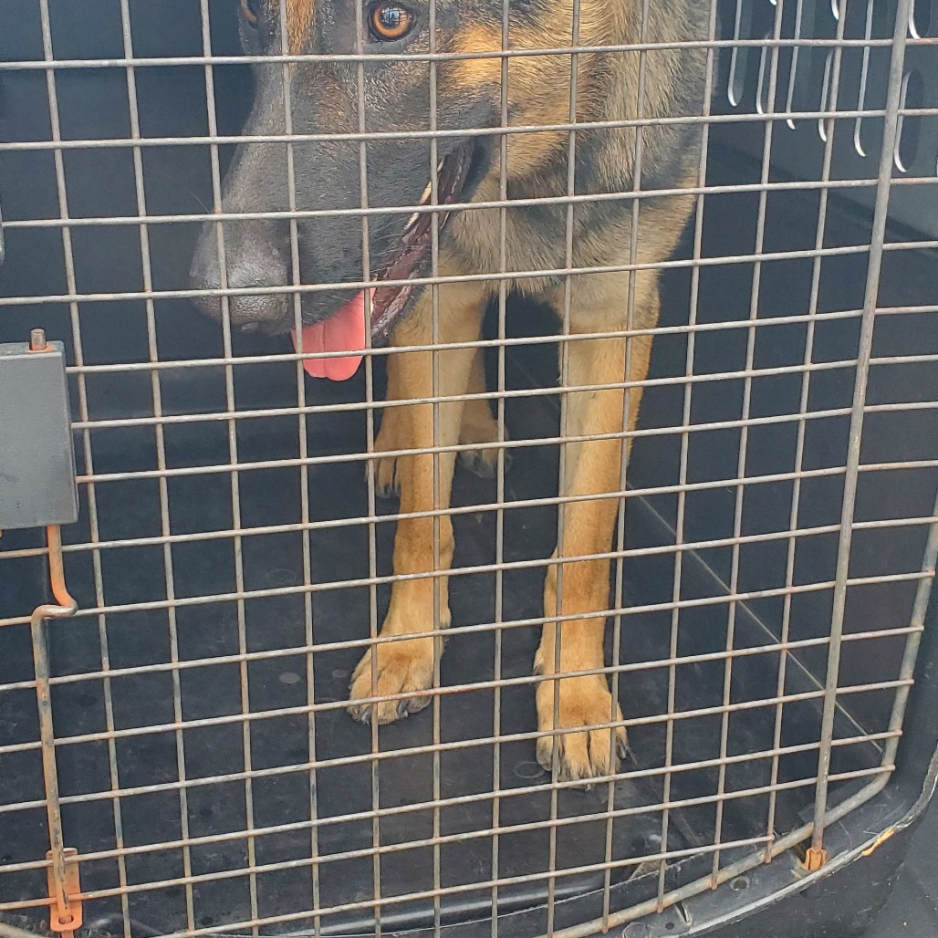 Shelter Stray Male Dog last seen , 141 Canna Ln, Lake Jackson, TX 77566, USA