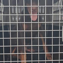 Shelter Stray Male Dog last seen , 141 Canna Ln, Lake Jackson, TX 77566, USA