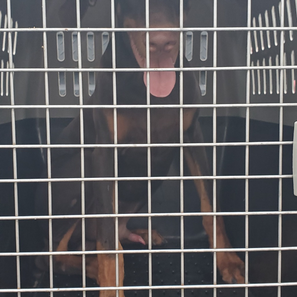 Shelter Stray Male Dog last seen , 141 Canna Ln, Lake Jackson, TX 77566, USA