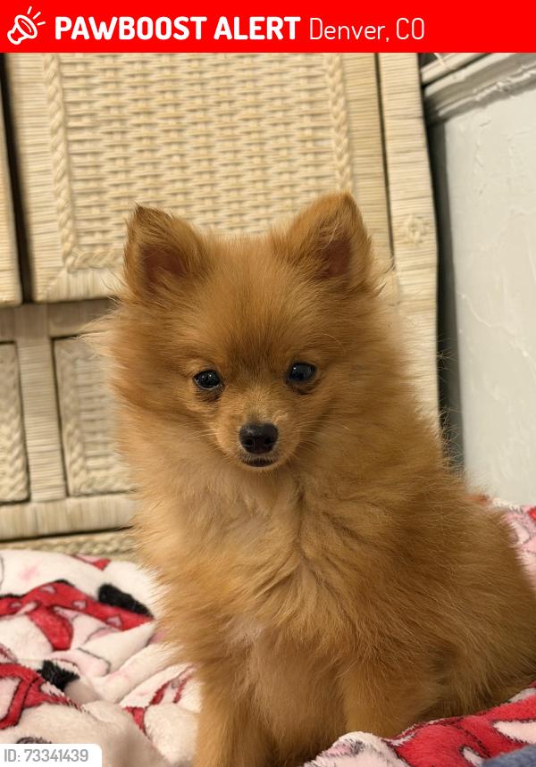 Lost Male Dog last seen 4th and osceola denver co, Denver, CO 80204