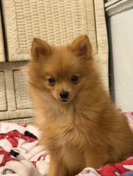 Lost Male Dog last seen 4th and osceola denver co, Denver, CO 80204
